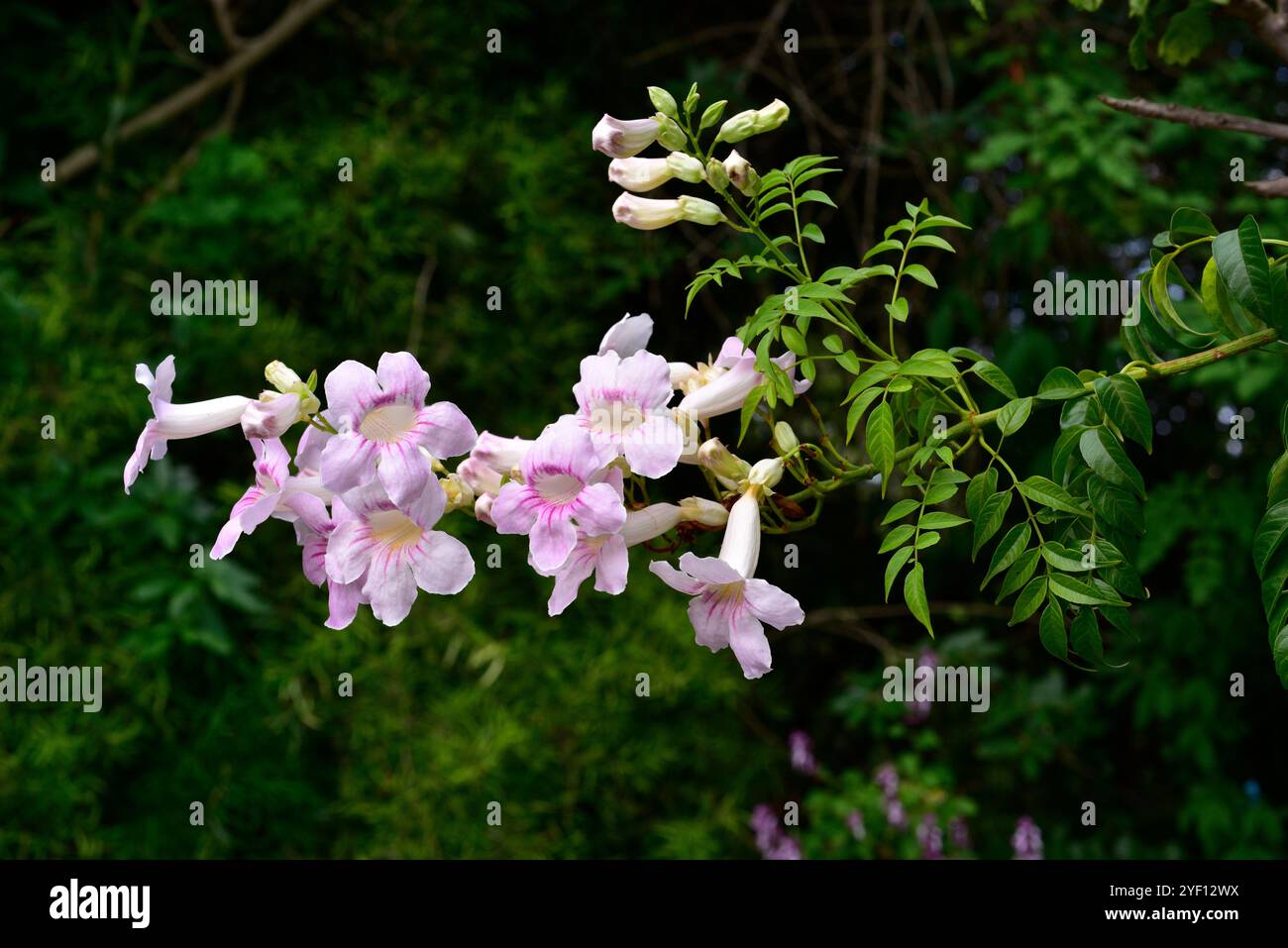 La tromba rosa (Podranea ricasoliana o Tecoma ricasoliana) è un arbusto originario dell'Africa meridionale. Foto Stock