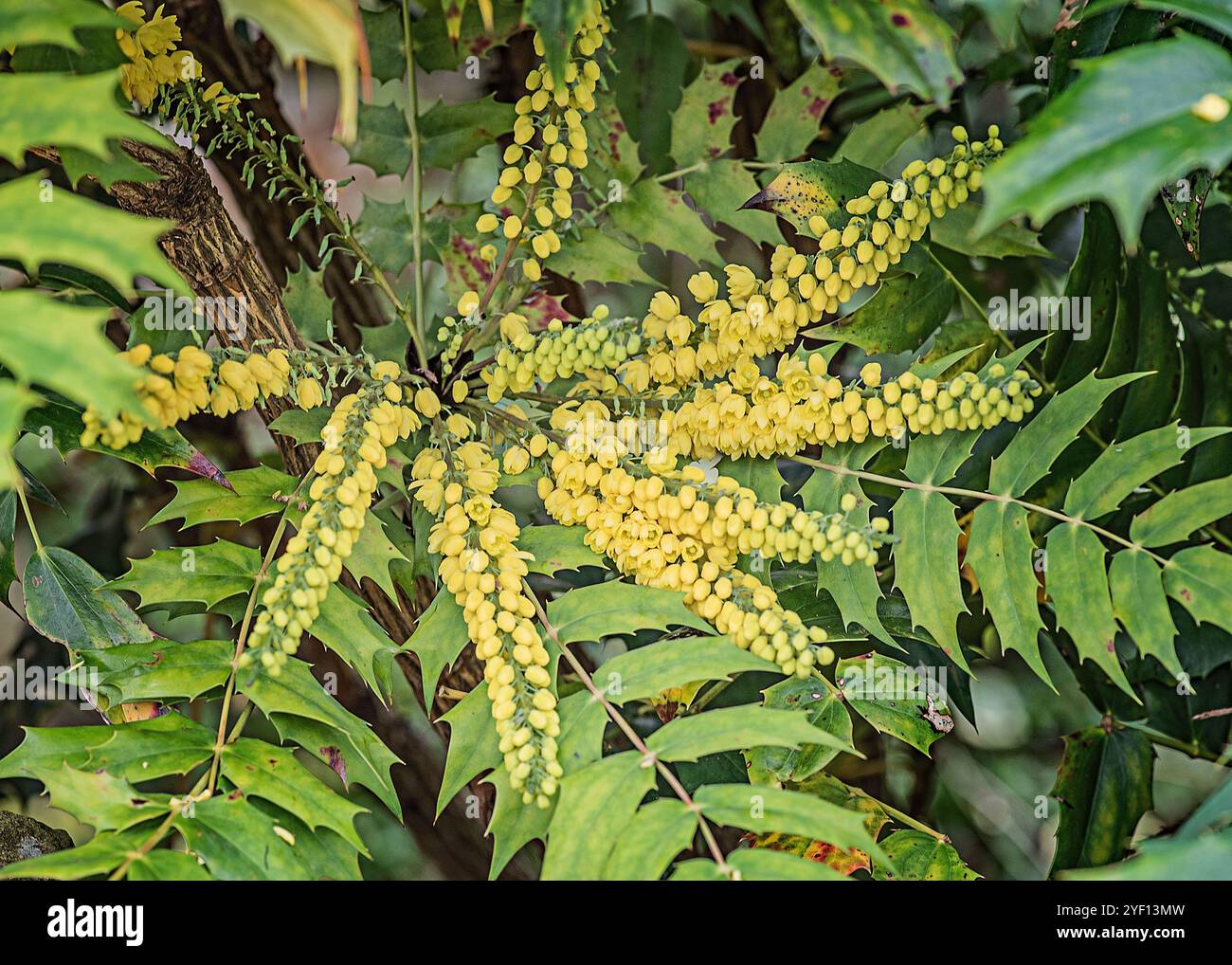 Immagine ravvicinata dei fiori gialli di un arbusto di Mahonia piccante e sempreverde. Foto Stock