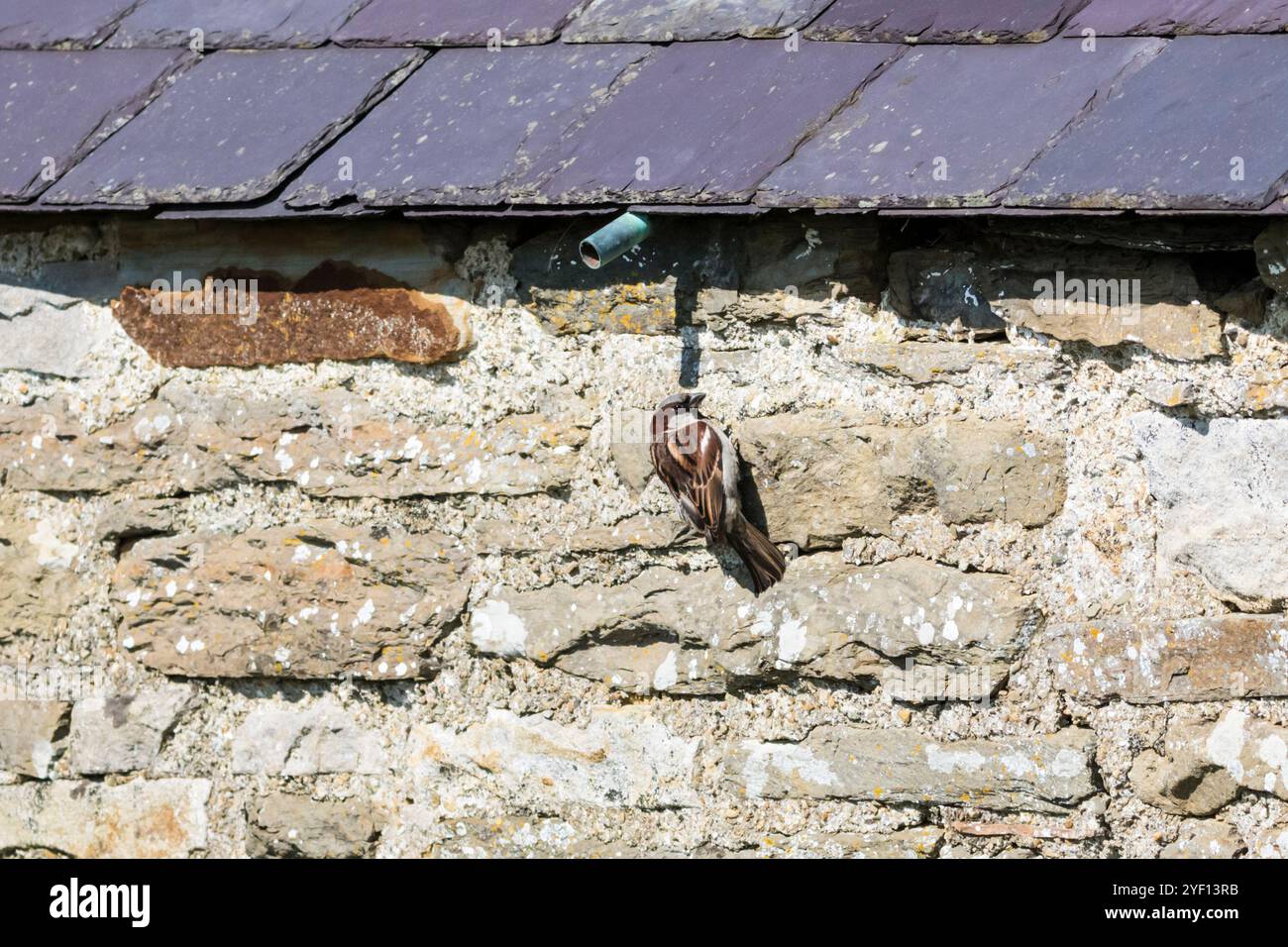 Passero maschile, Passer domesticus, aggrappato al muro di pietra di un edificio agricolo sulla terraferma delle Orcadi. Foto Stock
