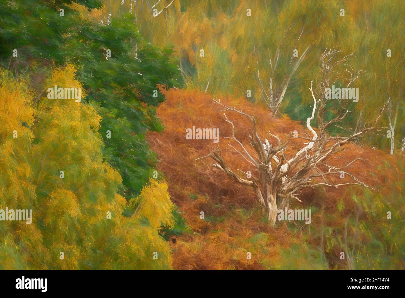 Un dipinto digitale su un albero morto su un vibrante sfondo boschivo autunnale a Cannock Chase, Staffordshire, Inghilterra, Regno Unito. Foto Stock