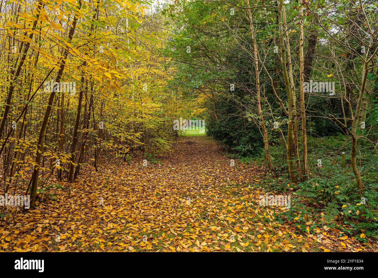 Sentiero con foglie autunnali, foresta di Koekelare, regione di Bruges, Belgio. Foto Stock