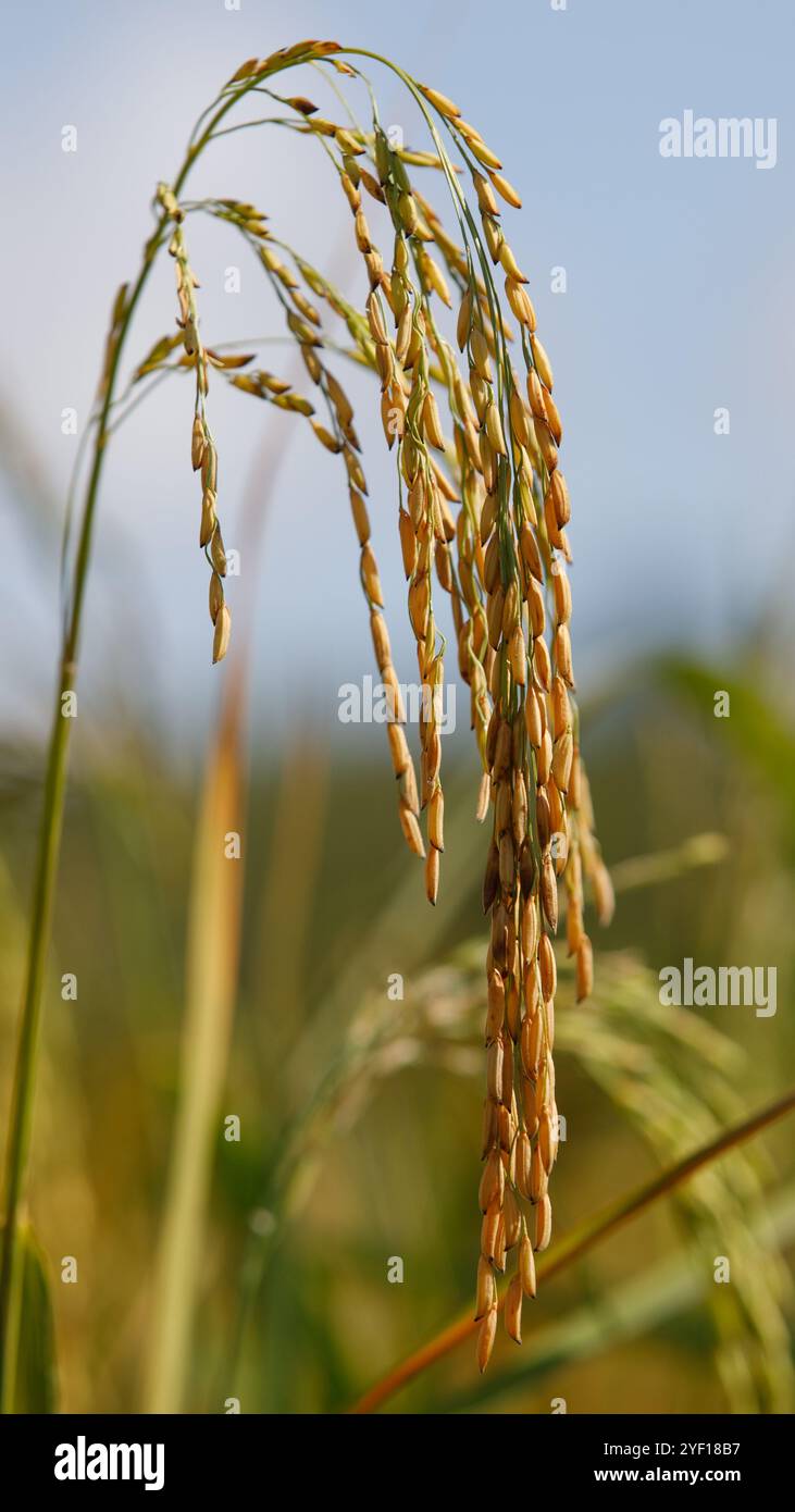 Pianta di riso biologico che mostra orecchie di riso, panicelle e buste di grano. Riso in salita. Detto anche riso secco. Coltivate in condizioni asciutte e innaffiate dalla natura Foto Stock