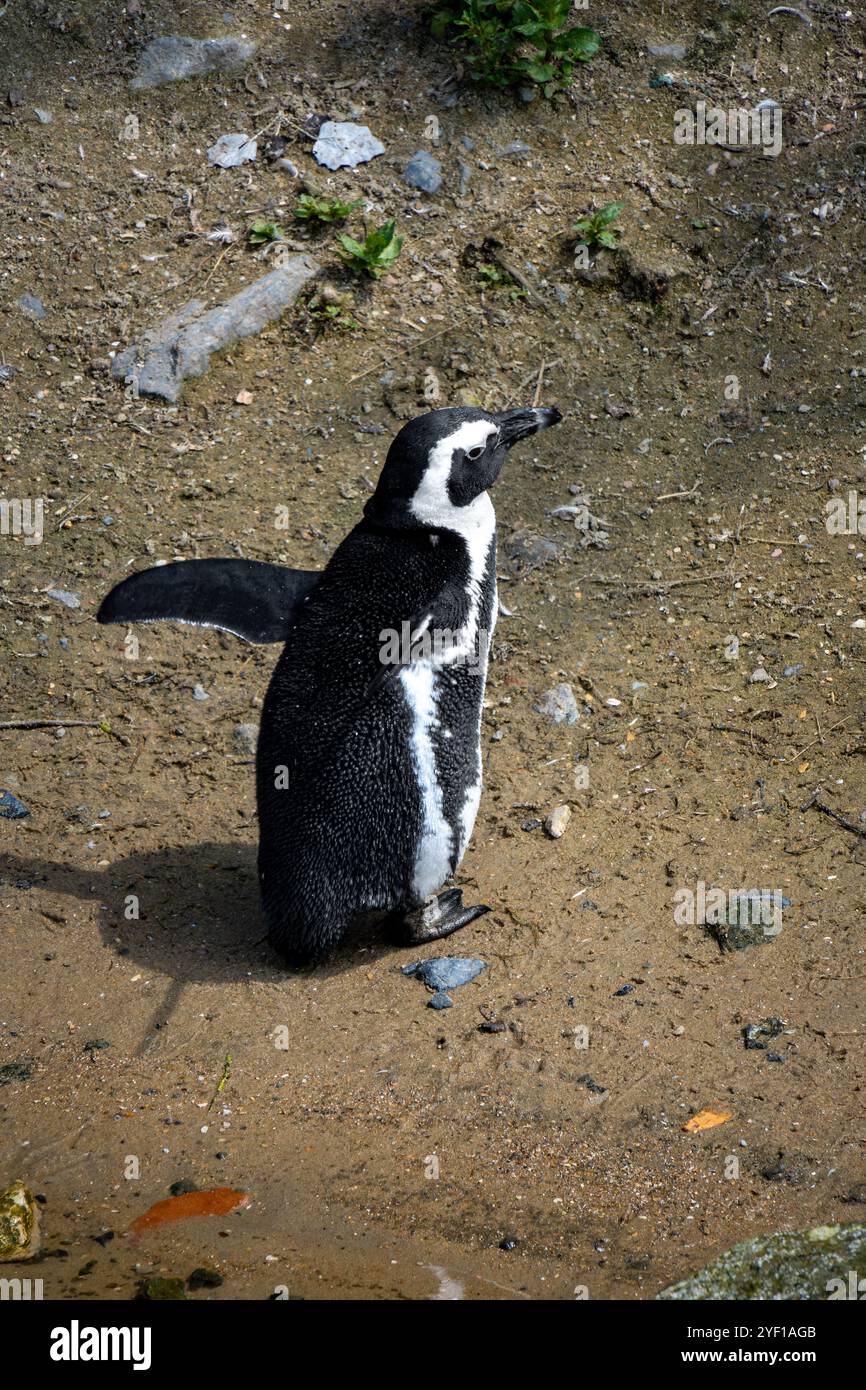 Pinguini africani nella riserva naturale di Stoney Point, Bettys Bay, Sudafrica Foto Stock