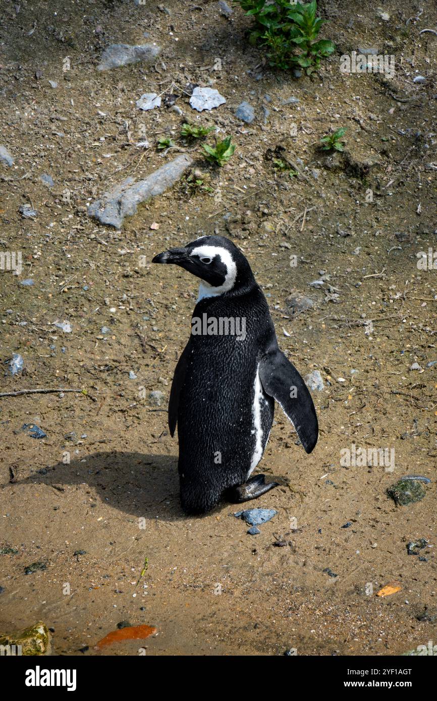 Pinguini africani nella riserva naturale di Stoney Point, Bettys Bay, Sudafrica Foto Stock