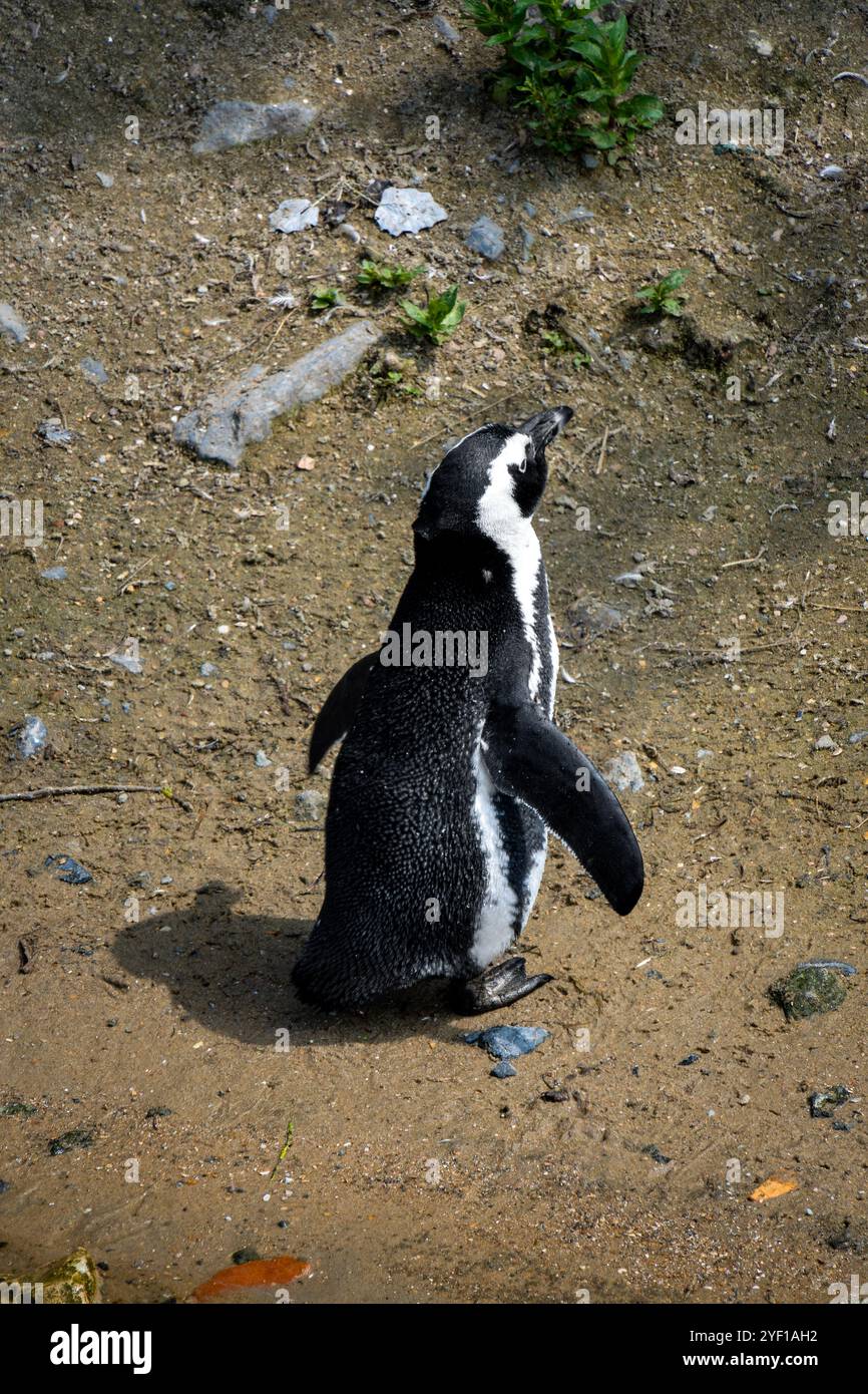 Pinguini africani nella riserva naturale di Stoney Point, Bettys Bay, Sudafrica Foto Stock