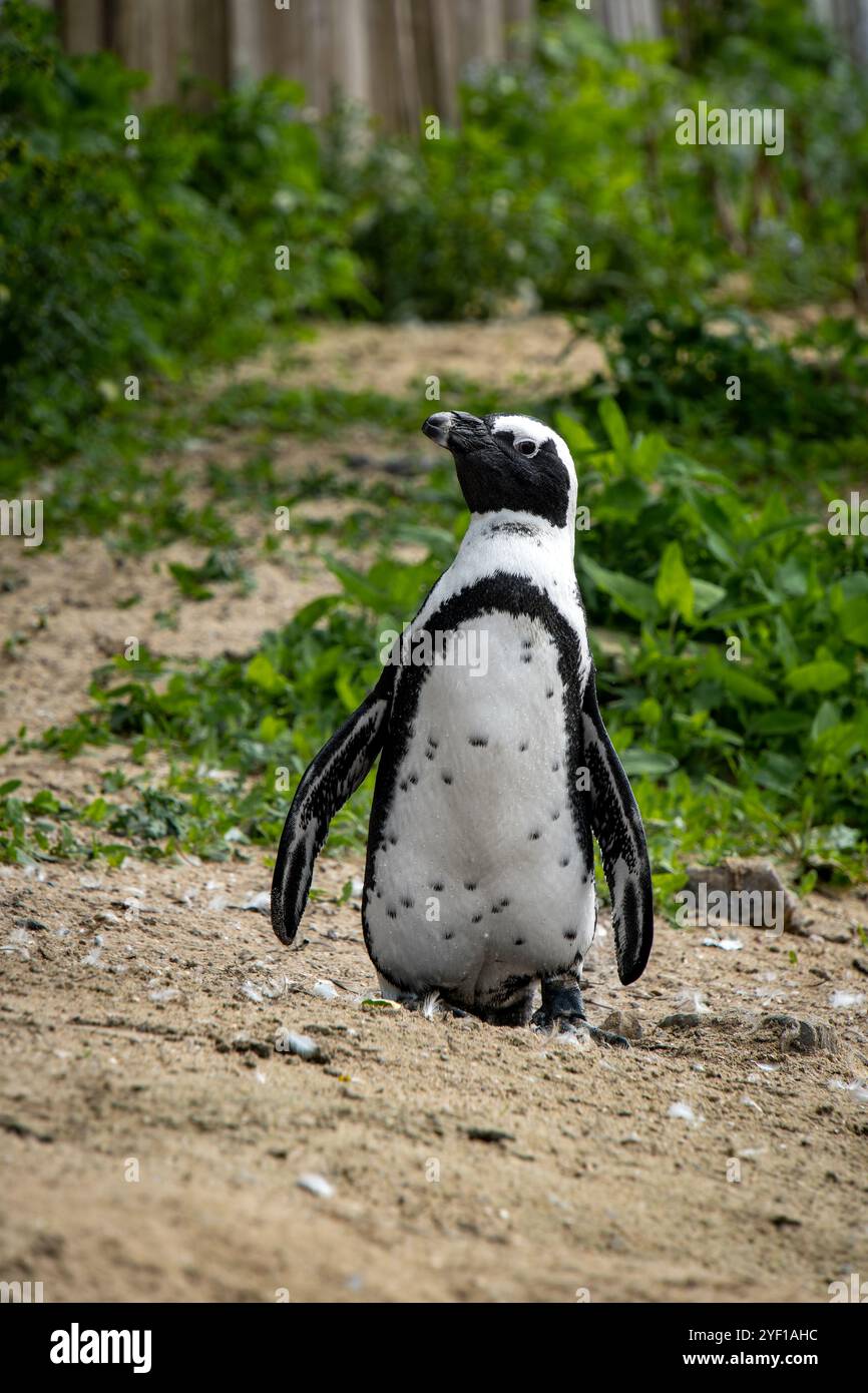 Pinguini africani nella riserva naturale di Stoney Point, Bettys Bay, Sudafrica Foto Stock