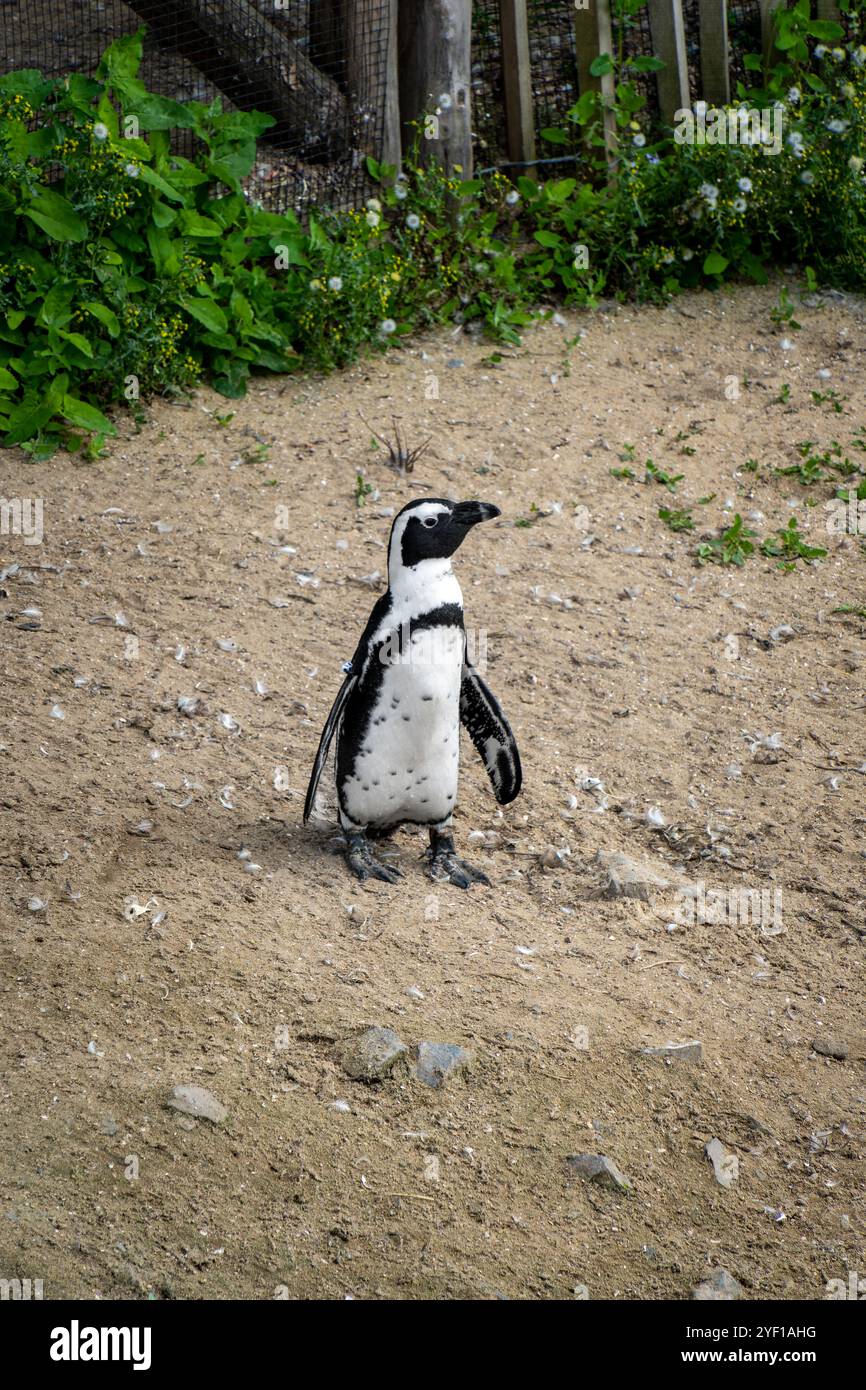 Pinguini africani nella riserva naturale di Stoney Point, Bettys Bay, Sudafrica Foto Stock