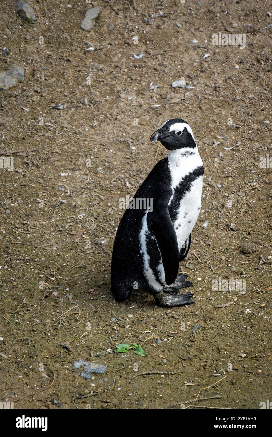 Pinguini africani nella riserva naturale di Stoney Point, Bettys Bay, Sudafrica Foto Stock
