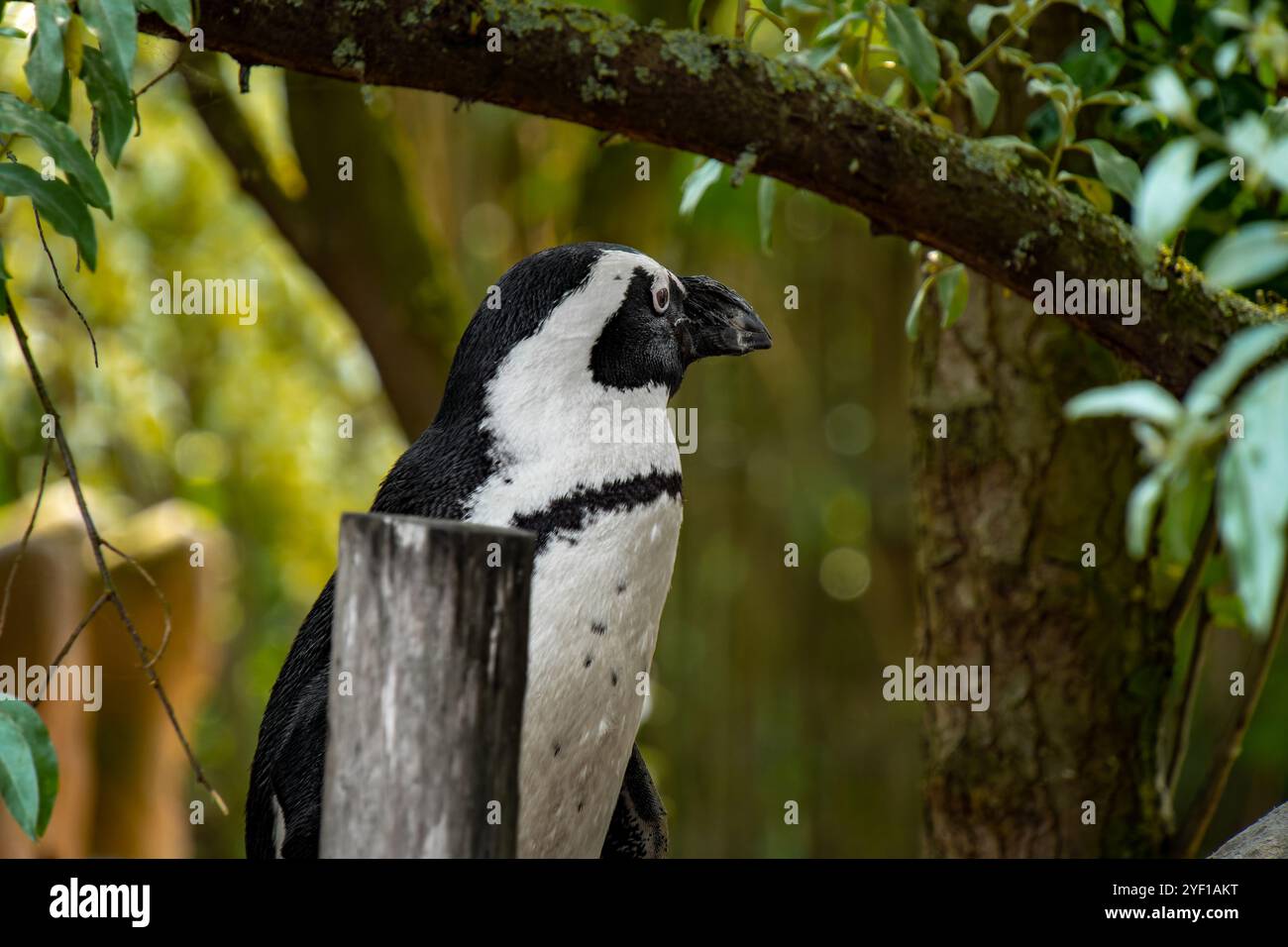 Pinguini africani nella riserva naturale di Stoney Point, Bettys Bay, Sudafrica Foto Stock