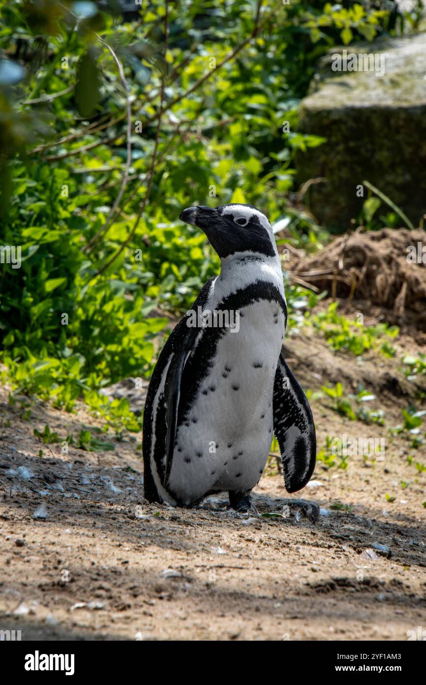 Pinguini africani nella riserva naturale di Stoney Point, Bettys Bay, Sudafrica Foto Stock