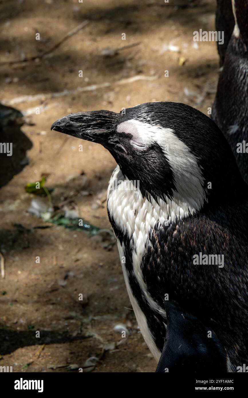 Pinguini africani nella riserva naturale di Stoney Point, Bettys Bay, Sudafrica Foto Stock