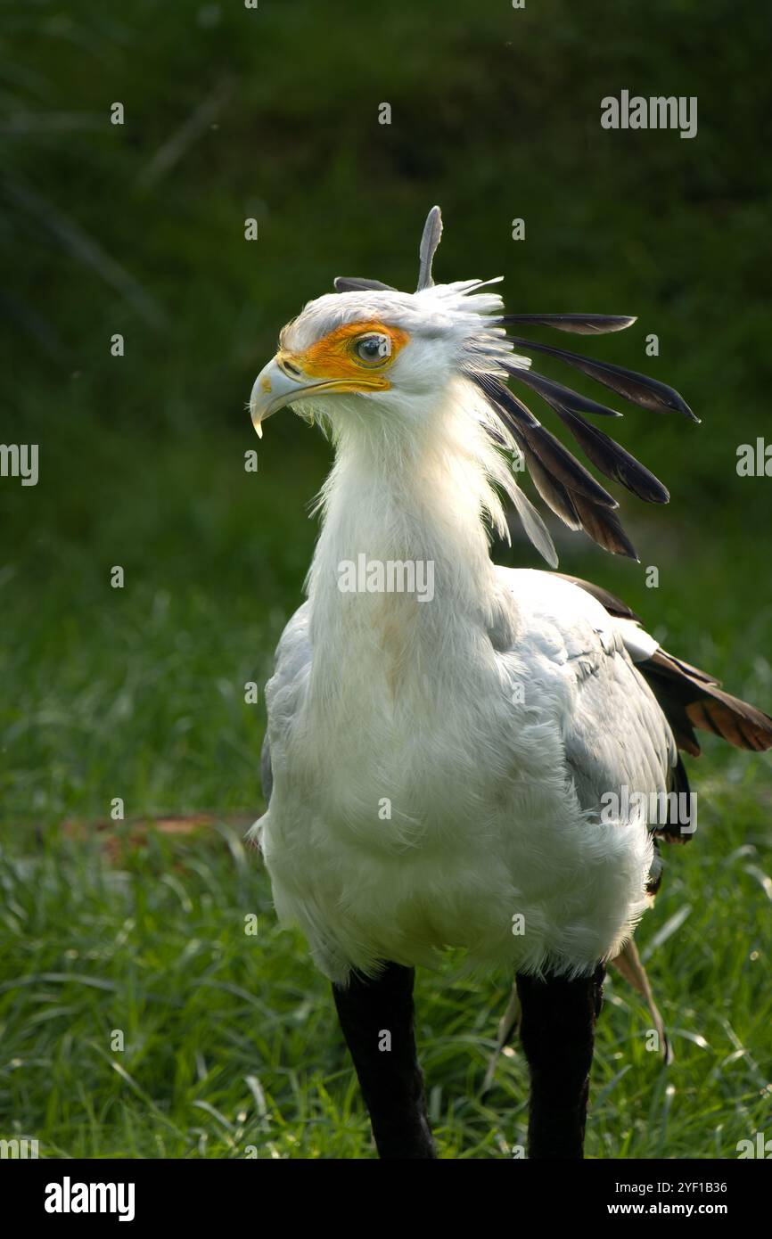 Ritratto di un uccello messaggero del Sagittario, noto anche come serpente, profilo ravvicinato Foto Stock