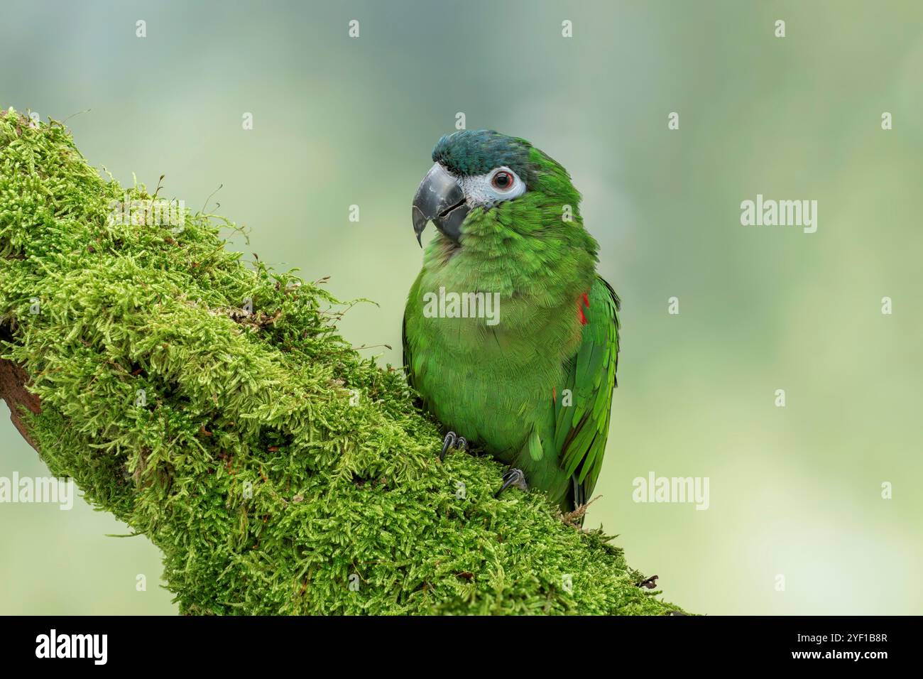 L'Amaca di Hahn o l'Amaca a spalla rossa Diopsittaca nobilis nobilis Foto Stock