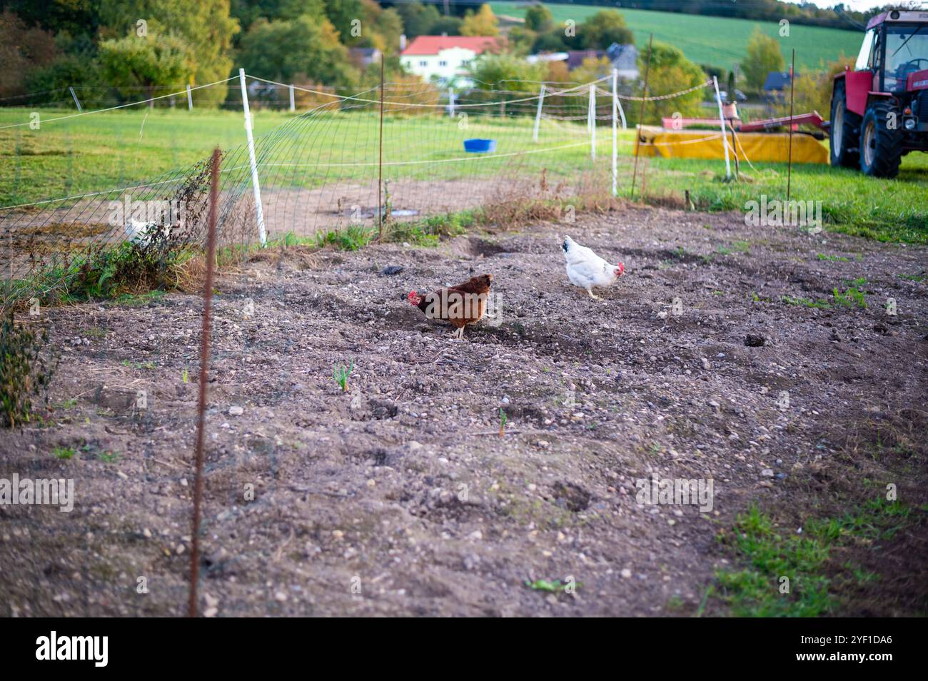 Una scena di campagna con polli che vagano su un terreno recintato. L'immagine cattura un'impostazione rurale con un trattore rosso sullo sfondo, verde fi Foto Stock