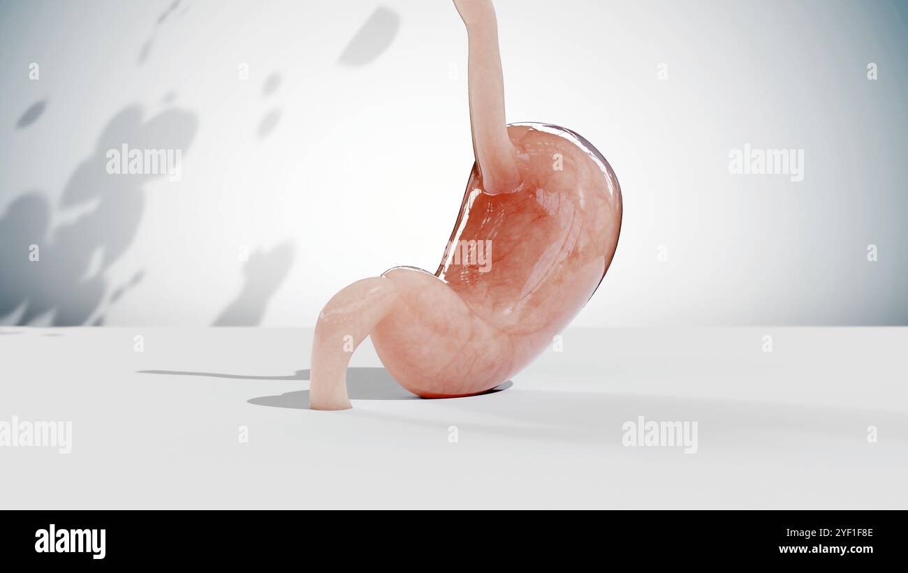 Stomaco umano anatomia digestione, esofago addome gastrico con digestivo acido, contrazione della parete dello stomaco, organo interno, intestino gastrico, processo di brea Foto Stock
