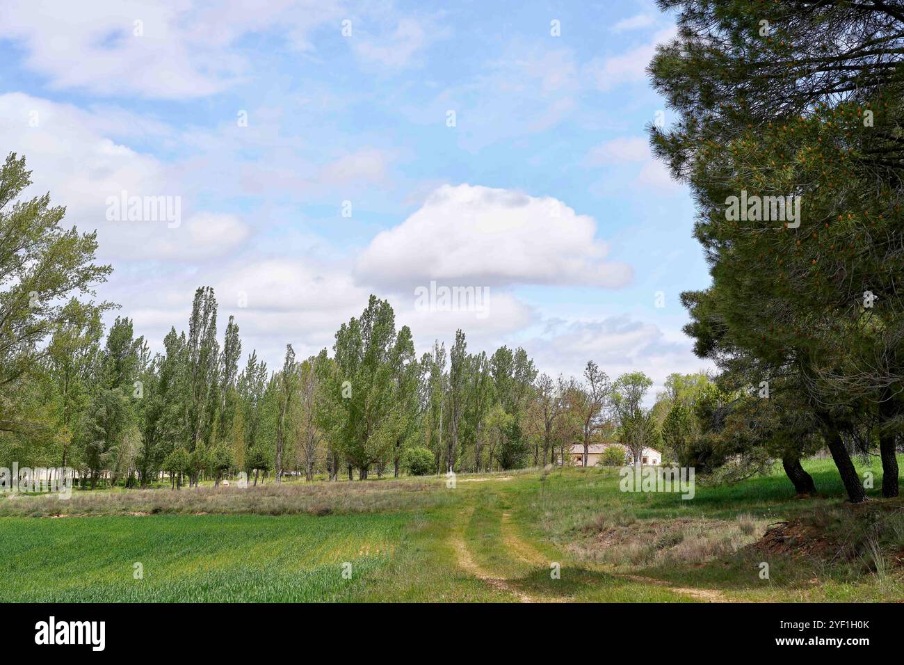 Un tranquillo paesaggio caratterizzato da un sentiero sterrato che conduce attraverso lussureggianti campi verdi e alberi. Sullo sfondo, una casa è parzialmente visibile tra gli alberi Foto Stock