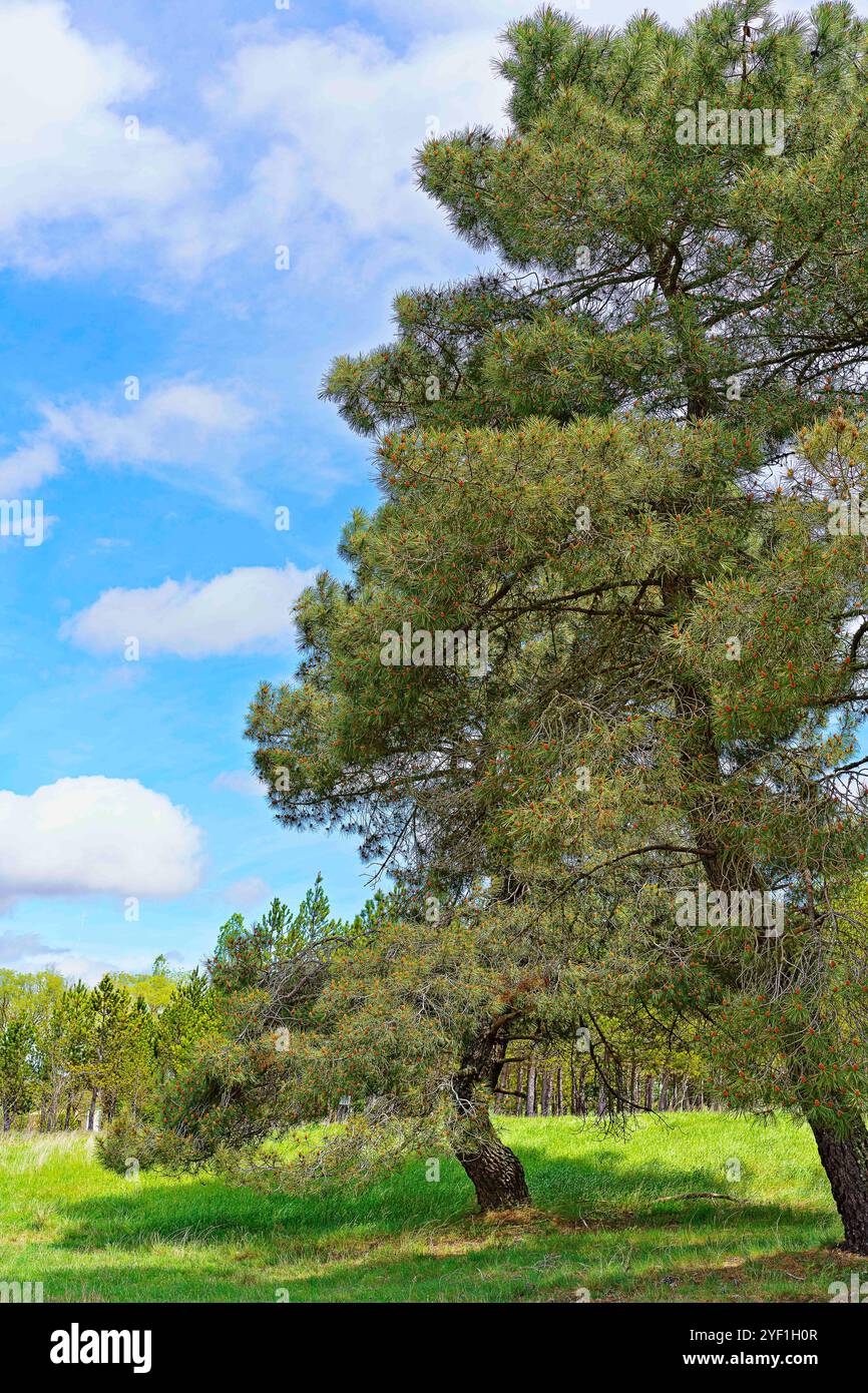 Un tranquillo paesaggio caratterizzato da due grandi alberi di pino con lussureggiante vegetazione. Lo sfondo include un campo erboso e una linea di alberi sotto una luminosa b Foto Stock