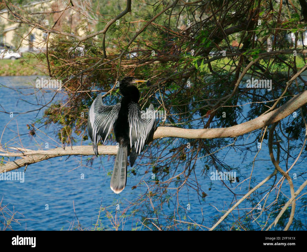 Uccello nero di Anhinga arroccato su piccoli arti dell'albero sul bordo dell'acqua. Le ali sono aperte in una giornata di sole. Preparazione con il becco per posizionare le piume Foto Stock