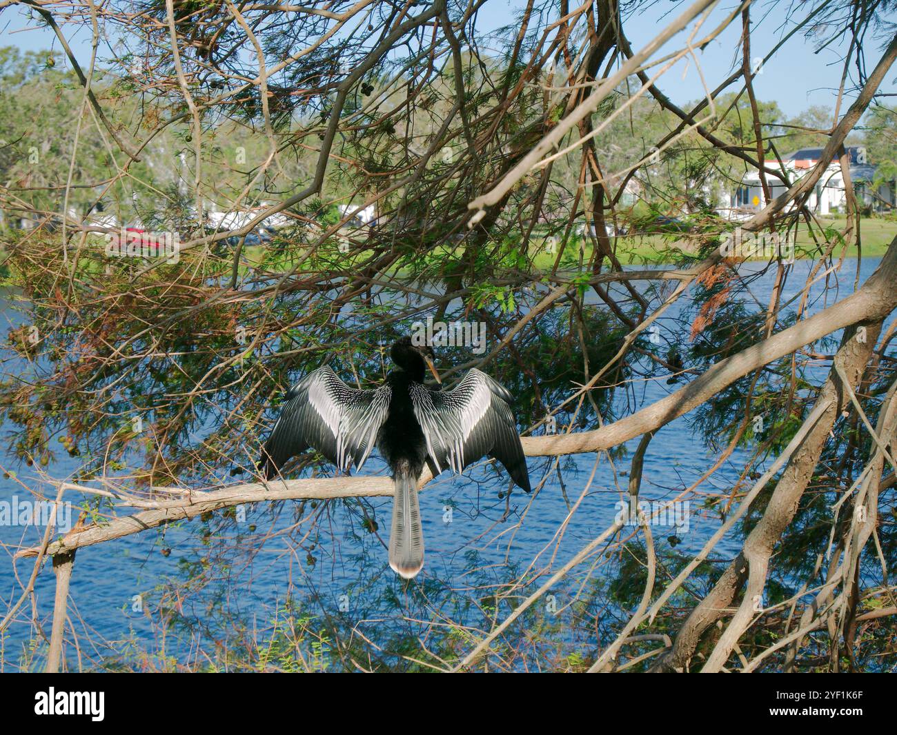 Uccello nero di Anhinga arroccato su piccoli arti dell'albero sul bordo dell'acqua. Le ali sono aperte in una giornata di sole. Preparazione con il becco per posizionare le piume Foto Stock