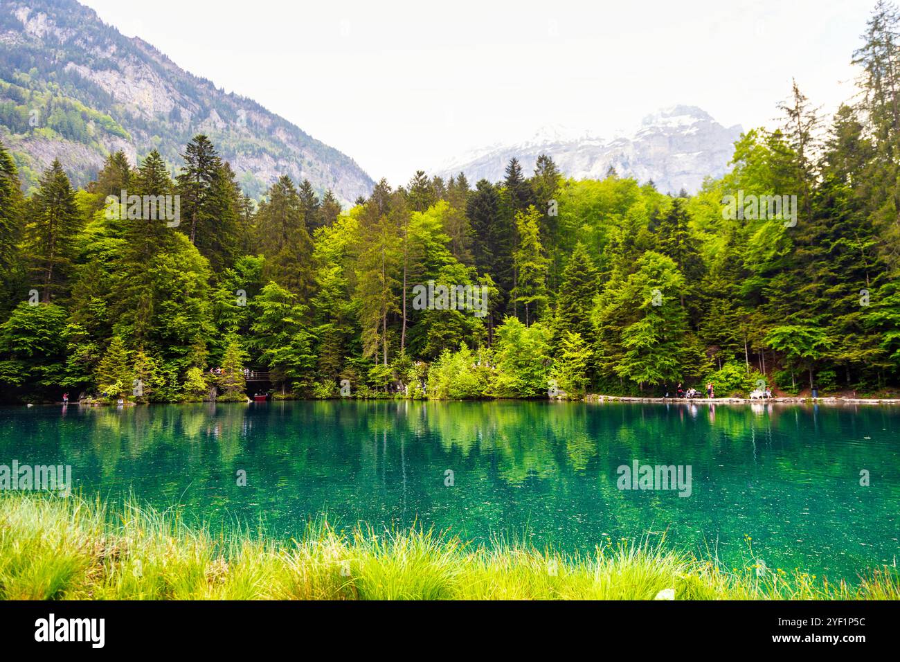 Acque limpide e azzurre del lago Blausee (Lago Blu) circondato da foreste alpine, Svizzera Foto Stock