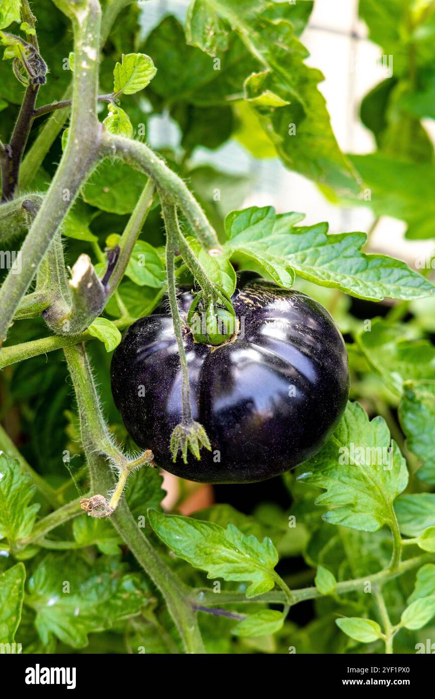 Pomodoro viola scuro coltivato ad un riparto Foto Stock