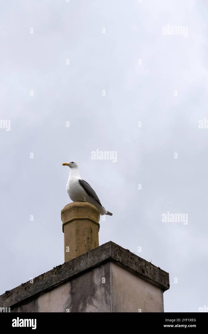 Gabbiano sul Chimney Foto Stock