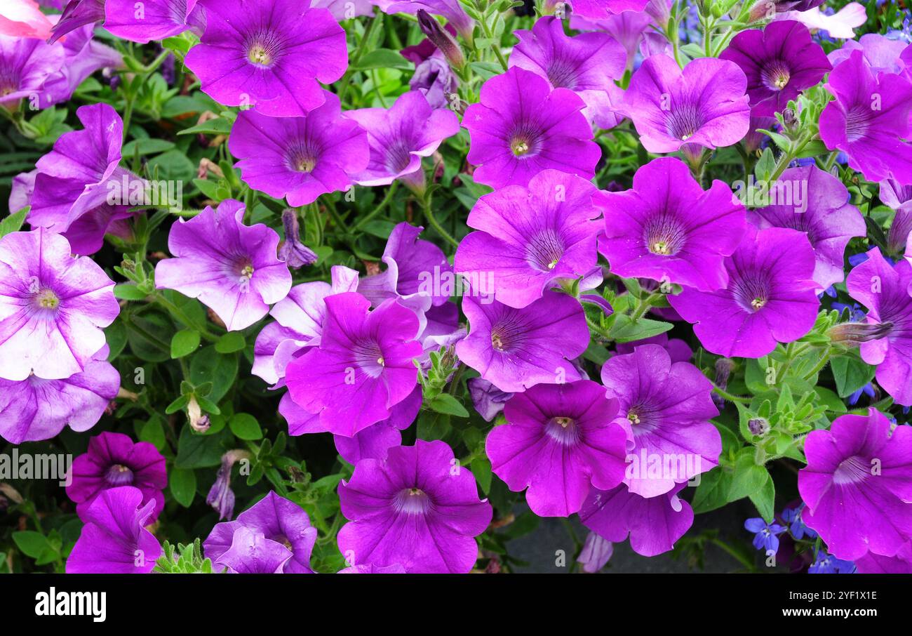 Petunie viola Foto Stock