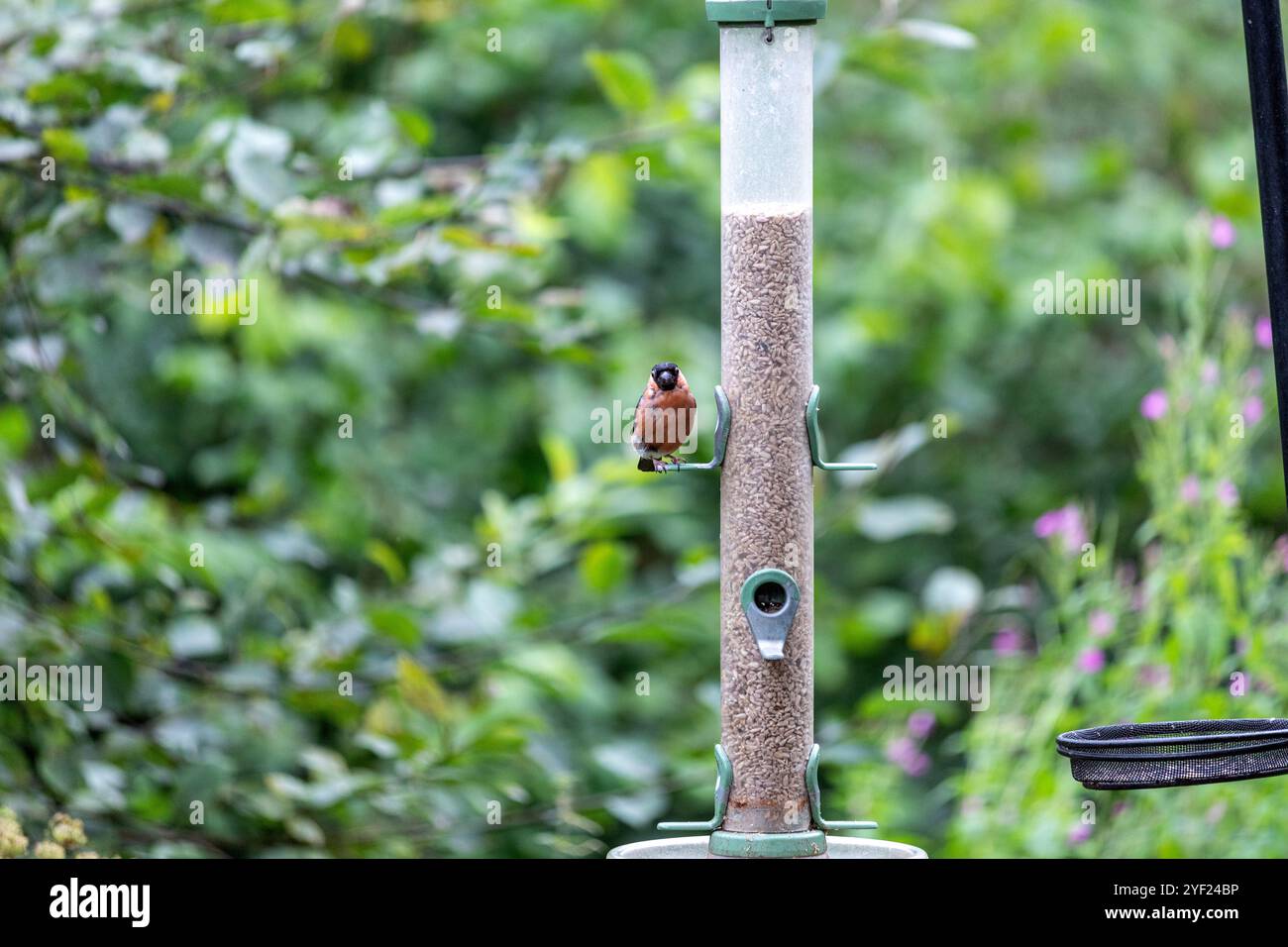 Allevamento di uccelli a Leighton Moss RSPB Reserve, Lancashire, Inghilterra, Regno Unito Foto Stock