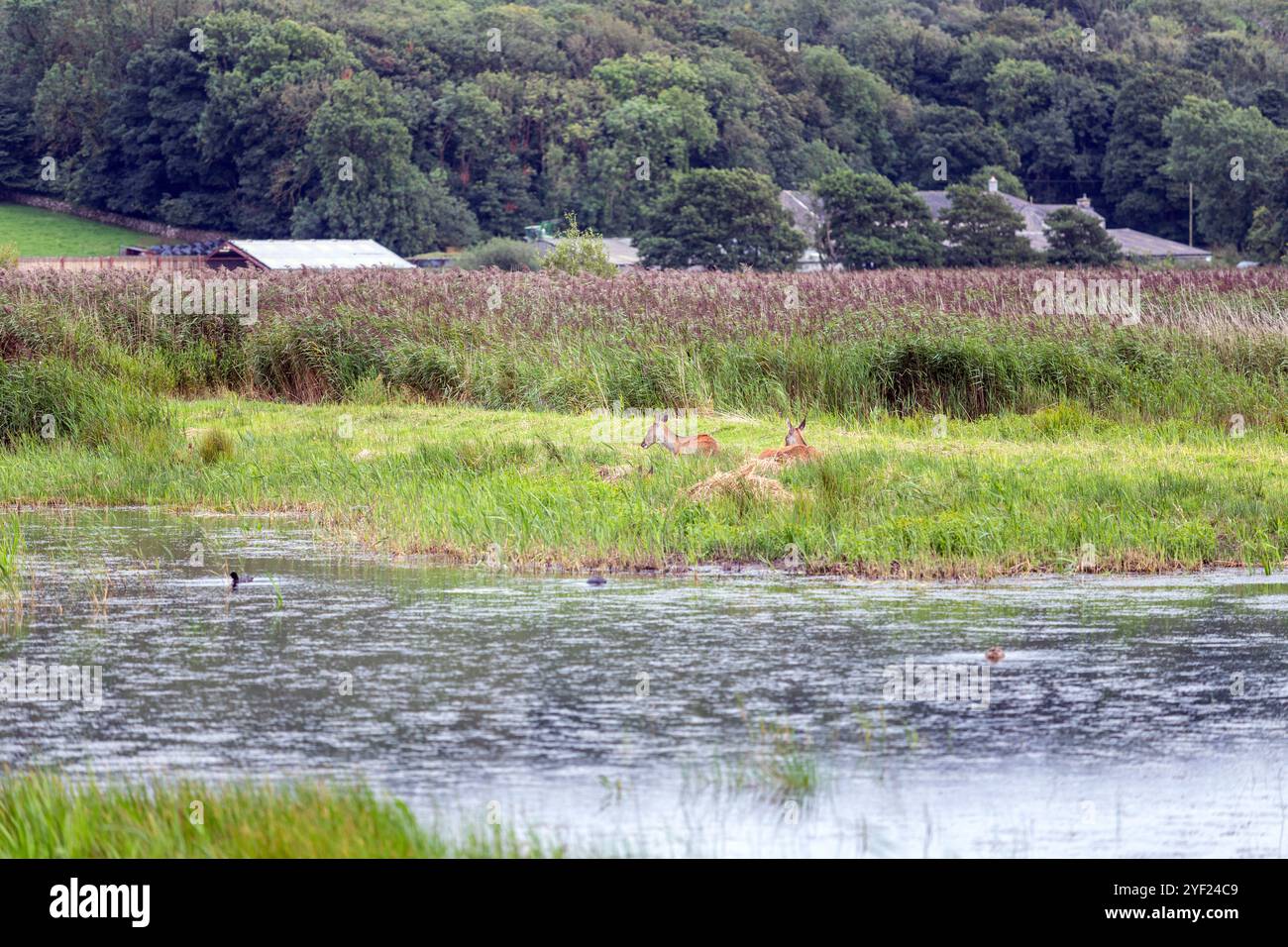 Cervi a Leighton Moss RSPB Reserve, Lancashire, Inghilterra, Regno Unito Foto Stock