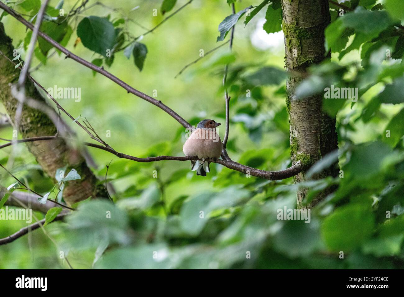 Leighton Moss RSPB riserva, Lancashire, Inghilterra, Regno Unito Foto Stock