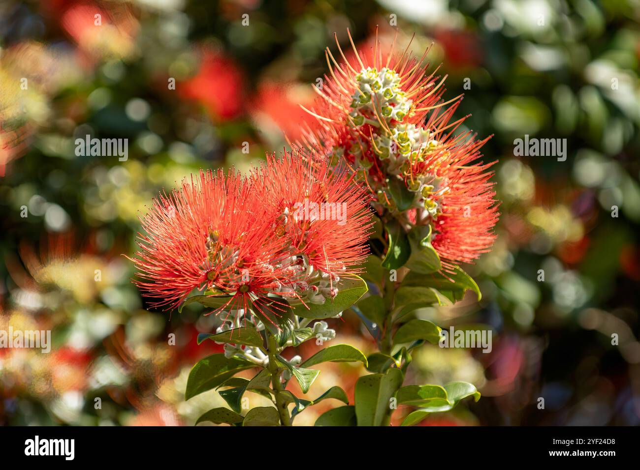 Metrosideros excelsa, albero di Natale neozelandese Foto Stock