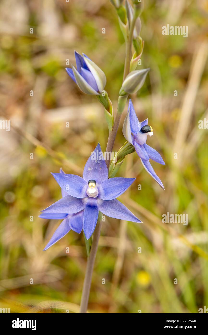 Thelymitra macrophylla, Orchidea solare profumata Foto Stock