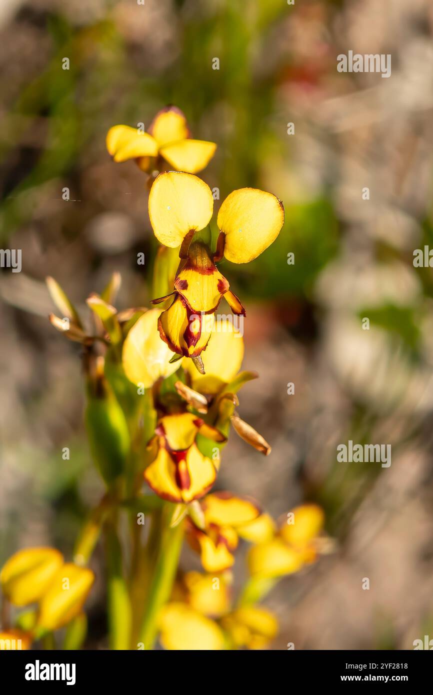 Diuris decrementum, Orchidea delle api comuni Foto Stock