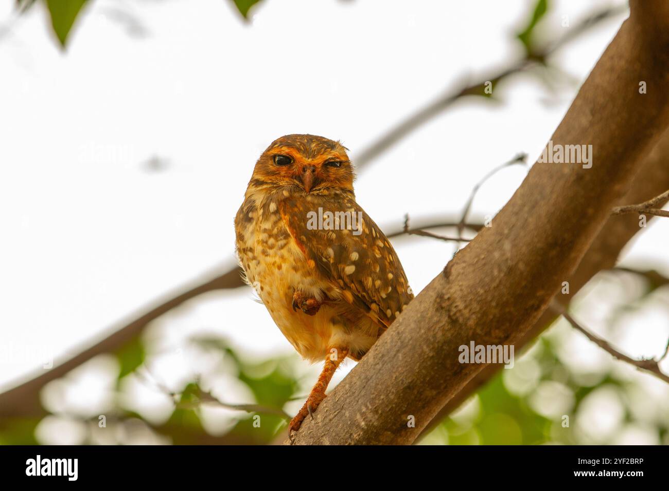 Goiania, Goias, Brasile - 2 novembre 2024: Un gufo arroccato su un ramo d'albero. Foto Stock
