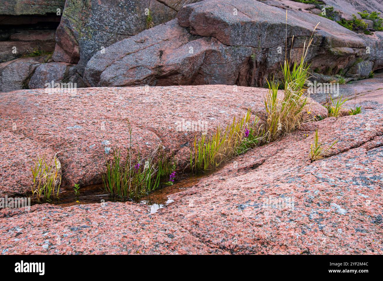 Rocce di granito e vegetazione sulla Blue Maiden, un'isola e parco nazionale nel nord di Kalmar Sound tra Oskarshamn e Öland, Svezia. Foto Stock