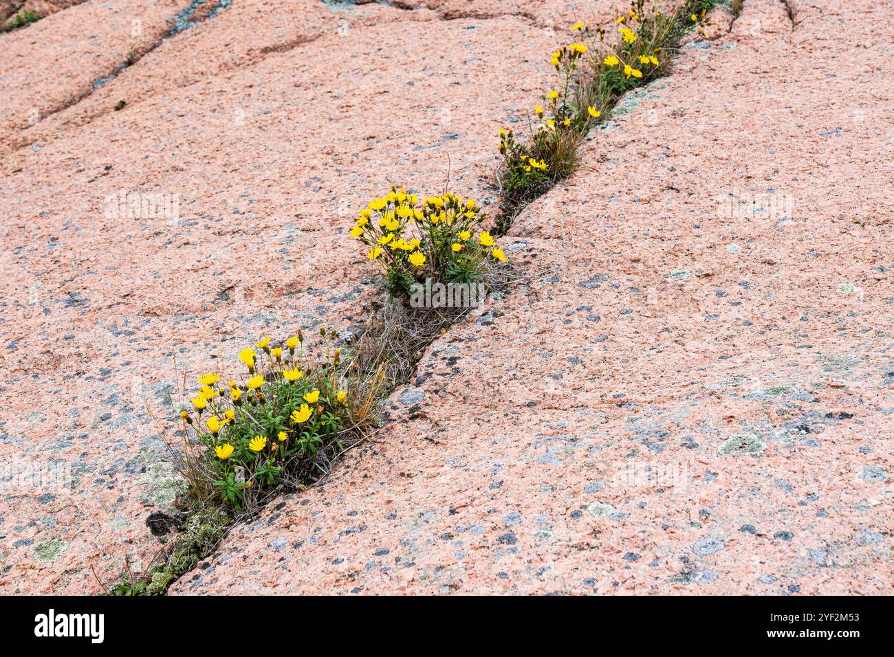 Rocce di granito e vegetazione sulla Blue Maiden, un'isola e parco nazionale nel nord di Kalmar Sound tra Oskarshamn e Öland, Svezia. Foto Stock