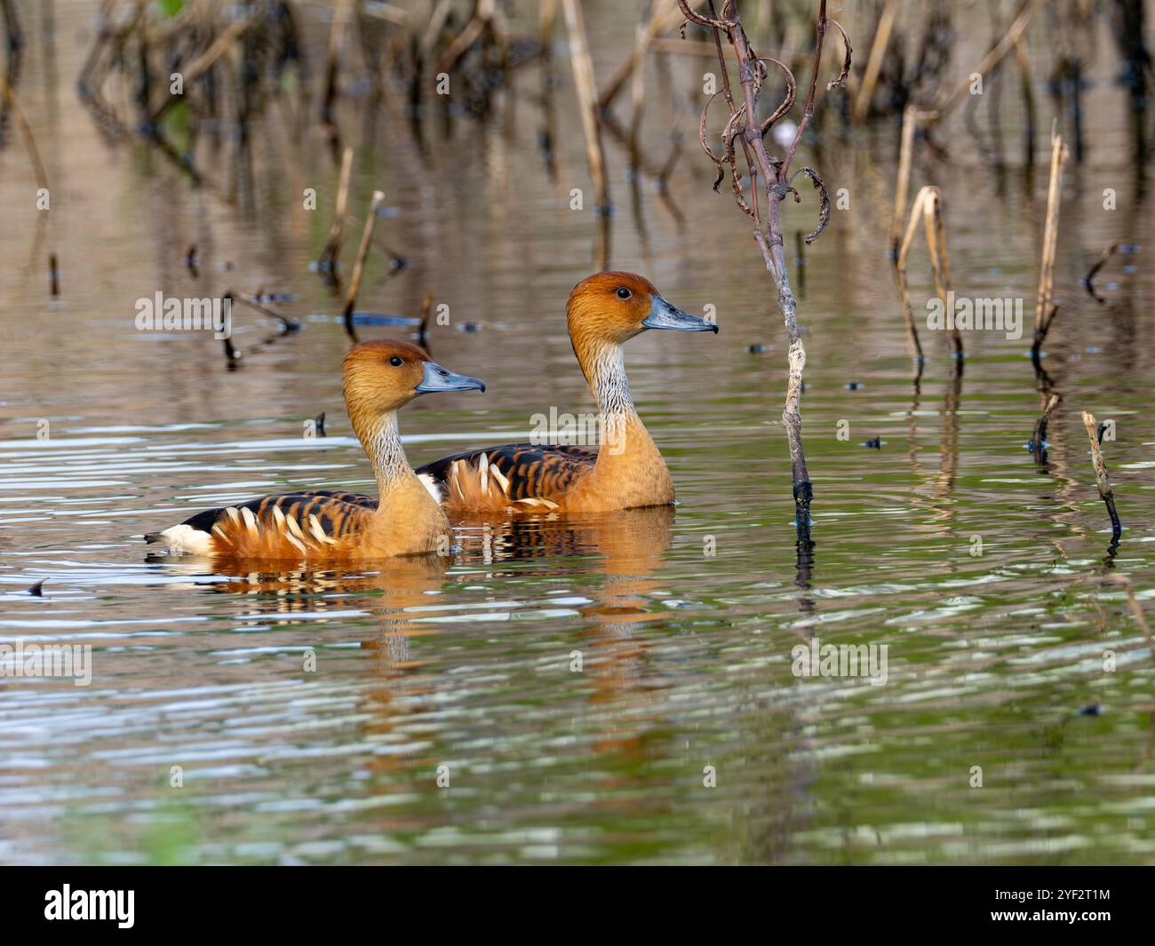 Fulvous Whistling-Duck a Costanero Sur, Buenos Aires, Argentina Foto Stock