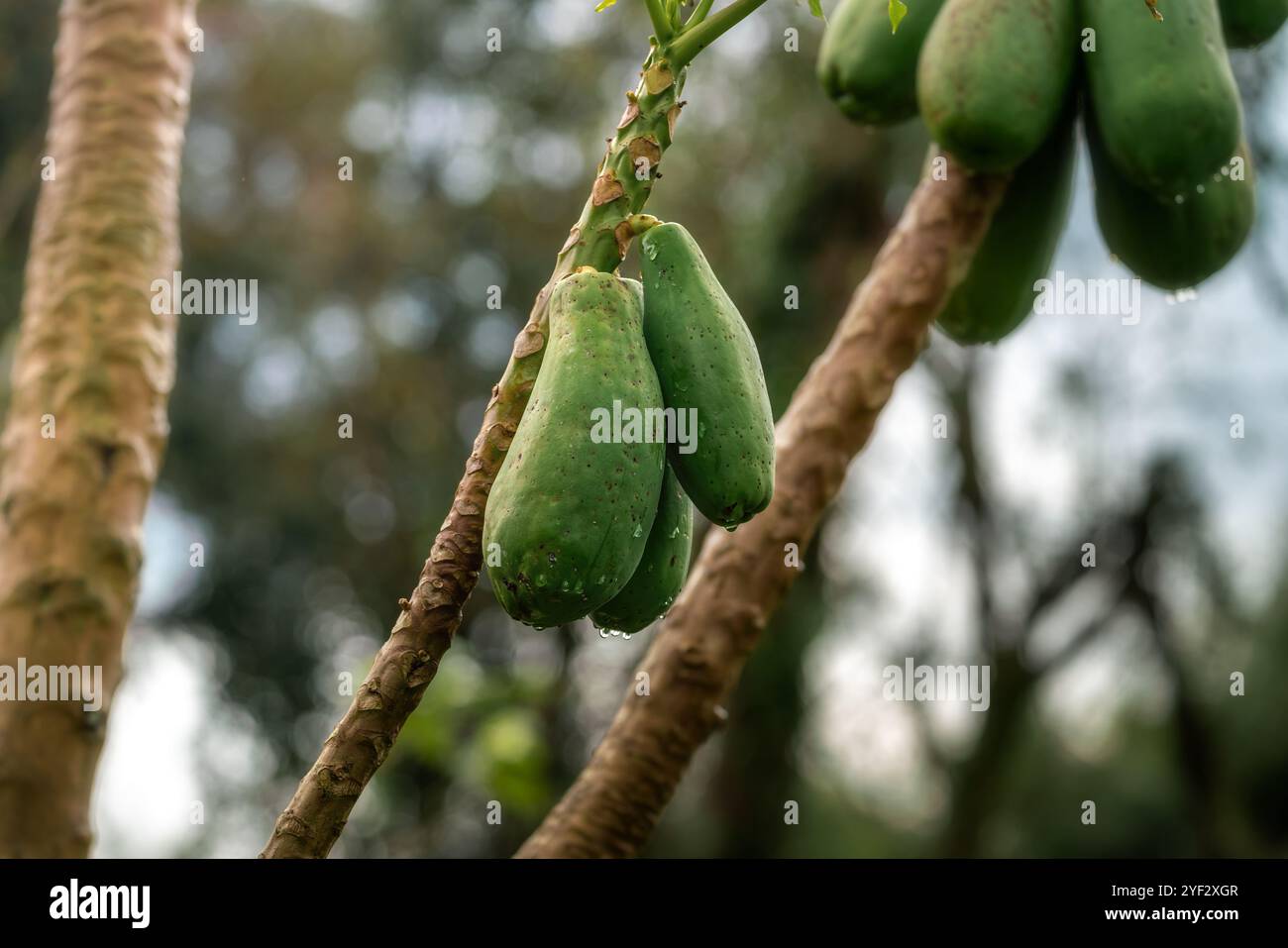 Papaia verde su albero (carica papaya) Foto Stock