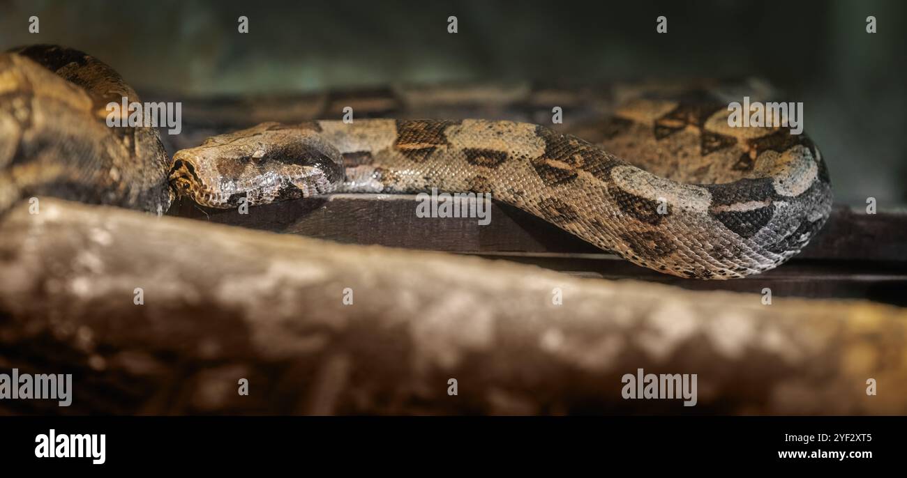 Serpente Boa Constrictor (Boa constrictor) Foto Stock