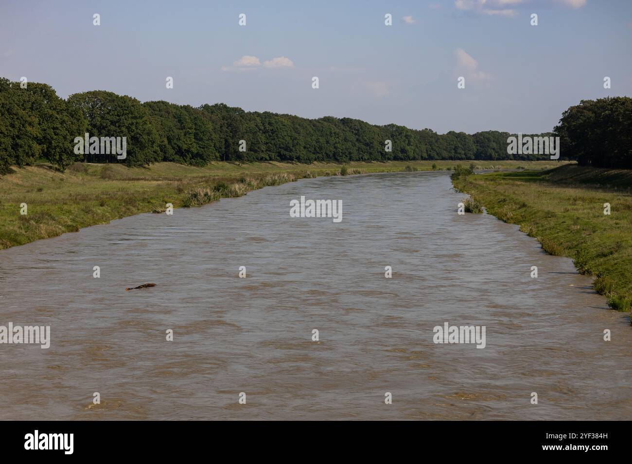 Fiume traboccante di forte corrente dopo forti piogge che trasportano un tronco galleggiante tra le rive erbose del fiume sotto un cielo blu Foto Stock