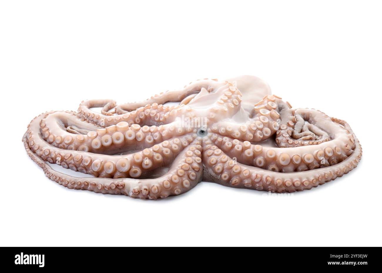 Un polpo crudo fresco isolato su bianco Foto Stock