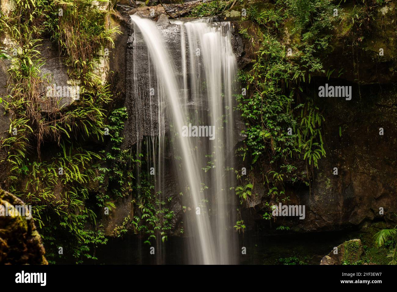 Curtis Falls è una popolare attrazione turistica situata nel Tamborine National Park, Queensland, Australia. È famosa per la sua splendida cascata Foto Stock