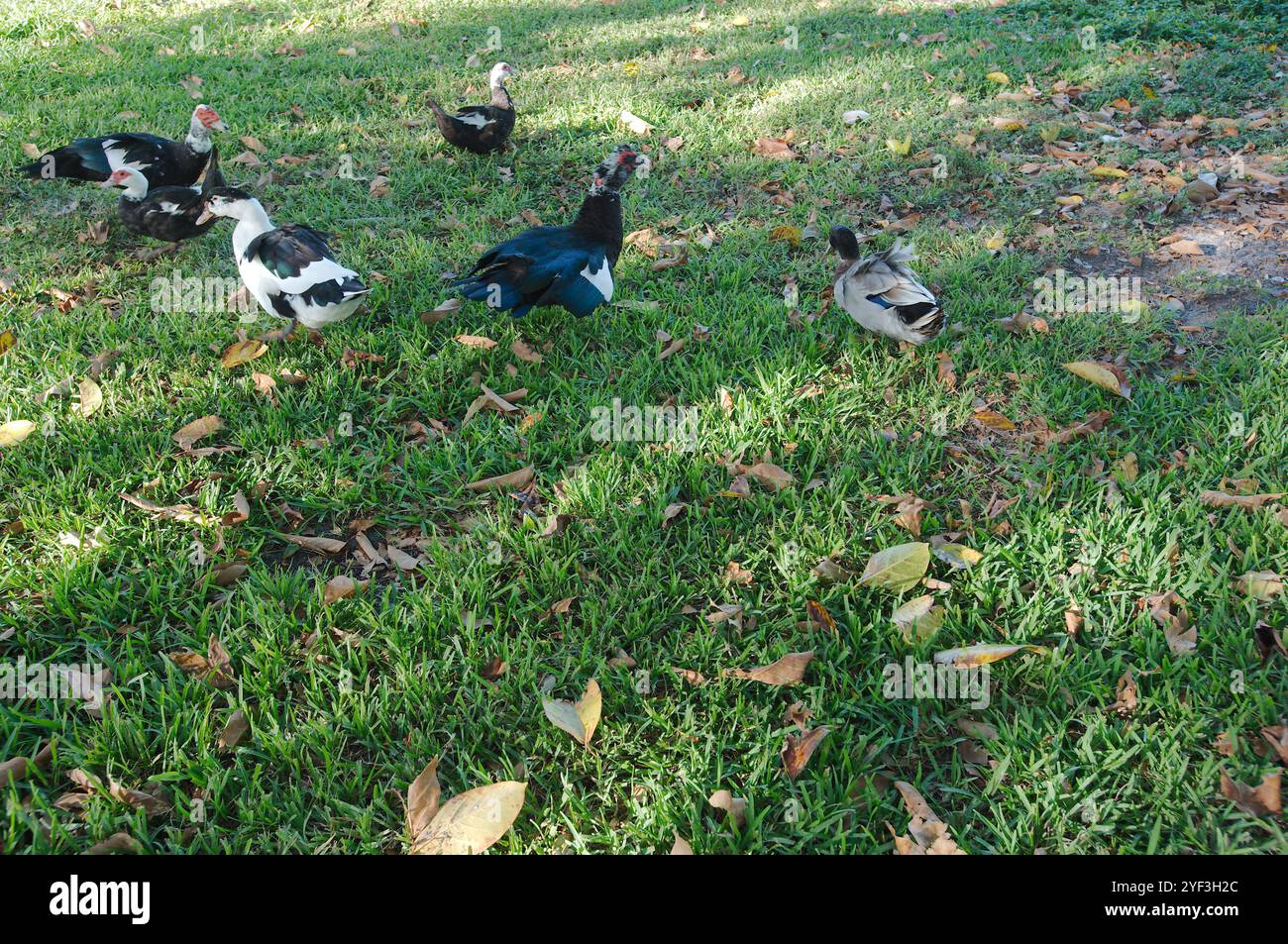 Vicino a numerose anatre Mallard in erba verde Crescent Lake Park St. Petersburg, Florida. Giornata di sole. Marcare lo sporco e le foglie alla base. Sole e ombra. E Foto Stock