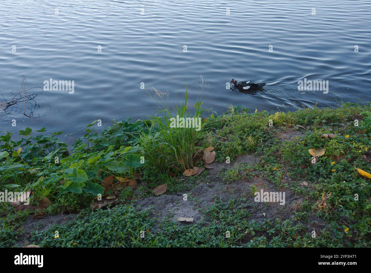 Un'anatra al sole e all'ombra del Crescent Lake Park St. Petersburg, Florida. Lago sullo sfondo. Mi muovo a destra Foto Stock