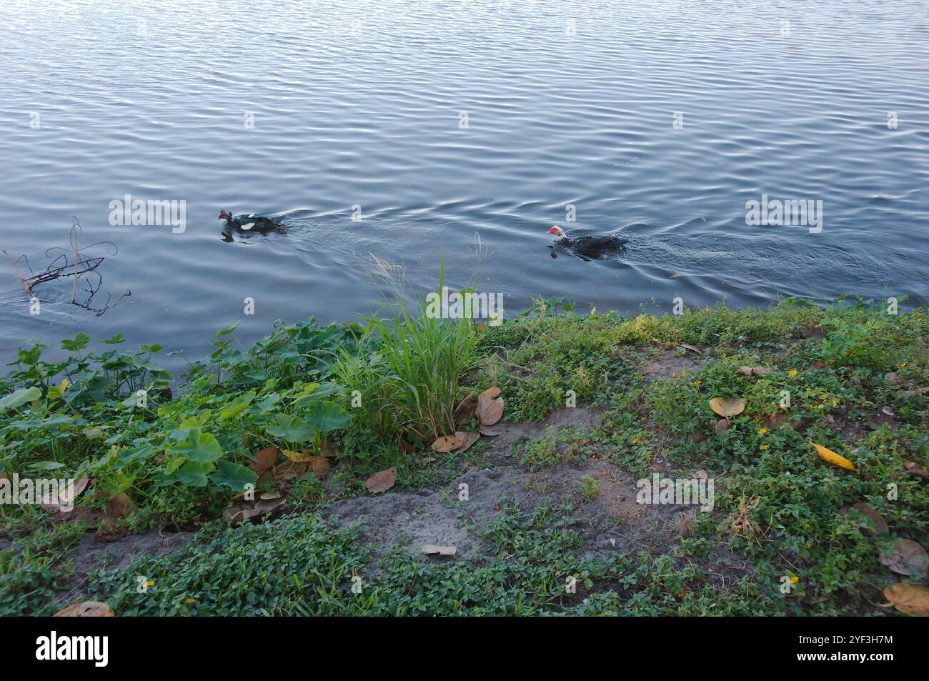 Due anatre al sole e all'ombra del verde Crescent Lake Park St. Petersburg, Florida. Lago sullo sfondo. Coppia in movimento Foto Stock