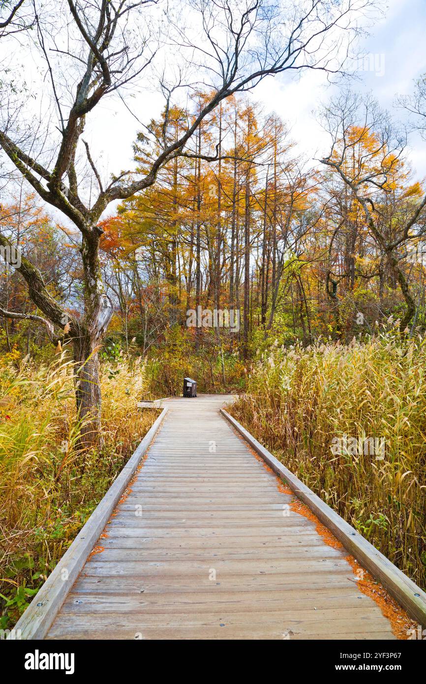 Il sentiero naturalistico di Goshikinuma nel profondo della prefettura di Fukushima, Tohoku, Giappone. Foto Stock