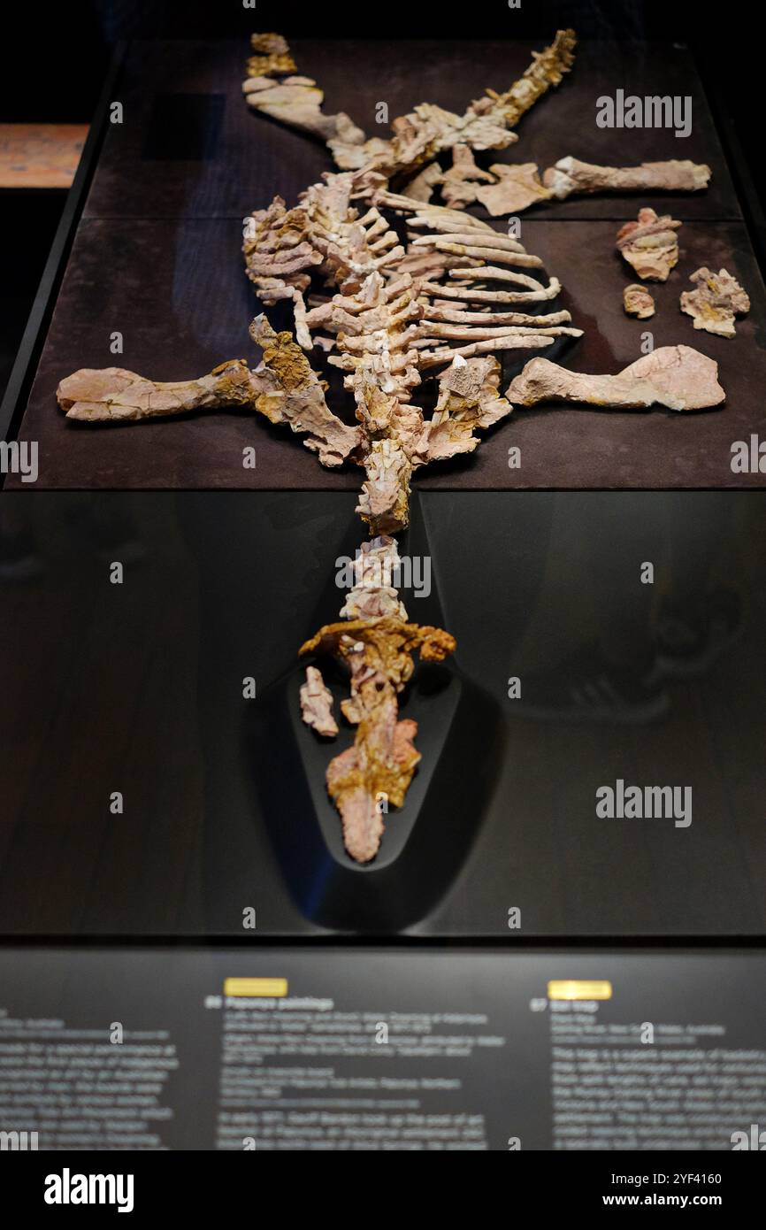 Il Pliosauro opalizzato "Eric" è uno scheletro fossile opalizzato in mostra all'Australian Museum, College Street, Sydney Foto Stock