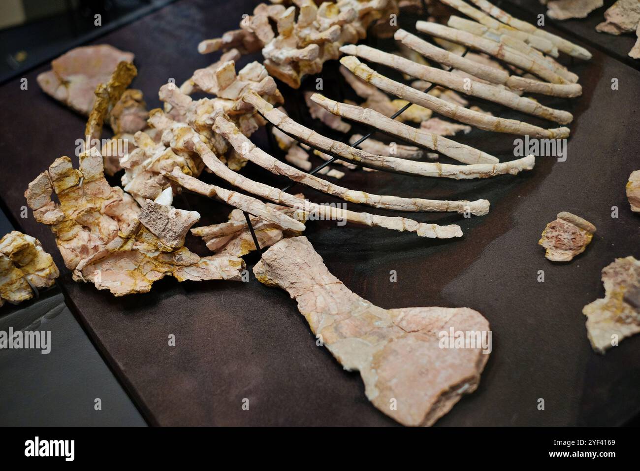 Dettaglio di un liosauro Opalised 'Eric' all'Australian Museum, mostre di storia naturale in mostra, College Street, Sydney Foto Stock