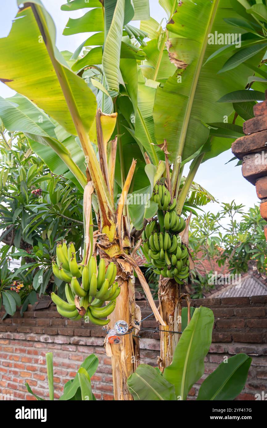 Banane Cavendish, gruppo di cultivar di banane AAA (cultivar triploidi di Musa acuminata), albero a Denpasar Bali Indonesia, ottobre 2024 Foto Stock