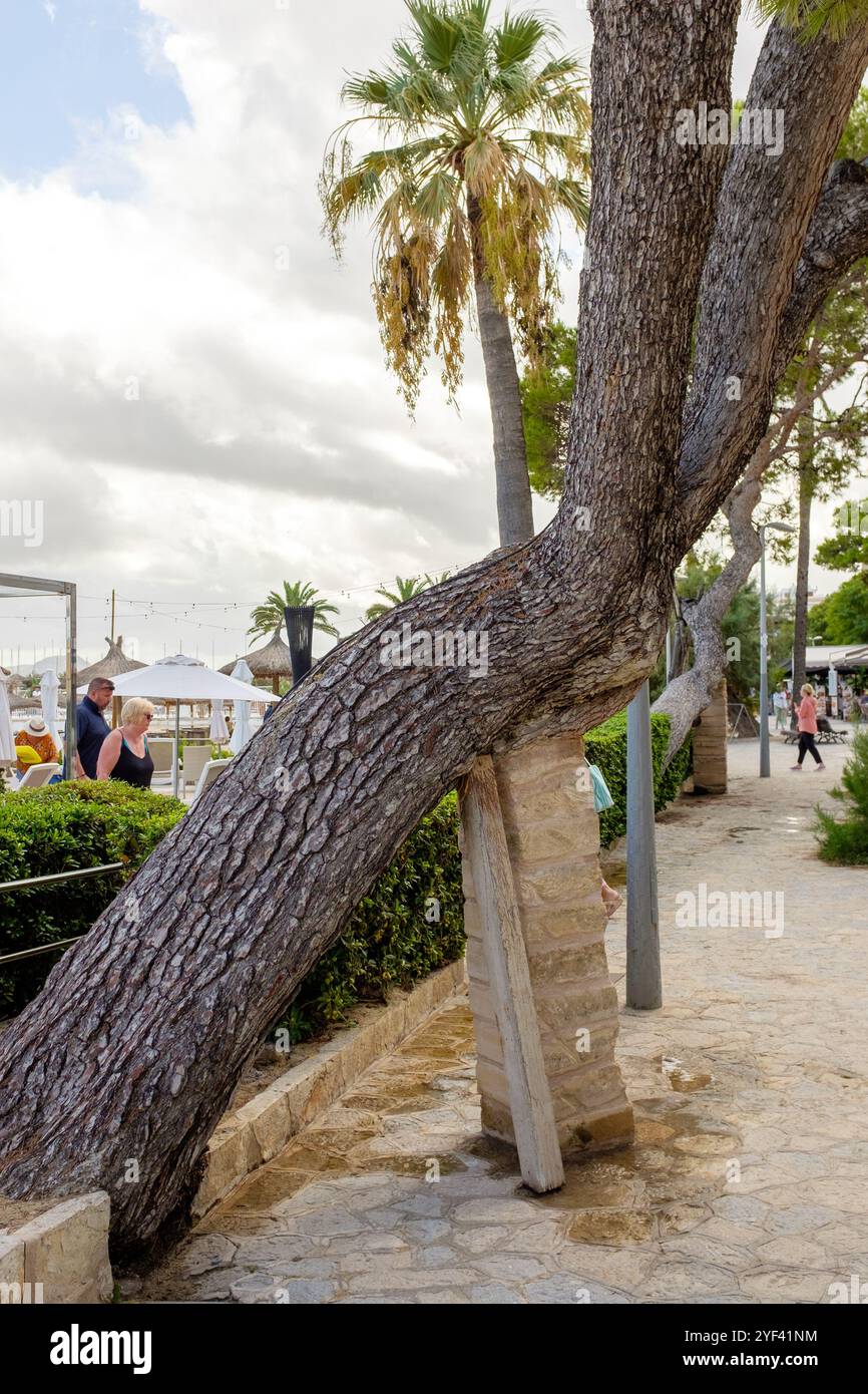 Un grande tronco d'albero che cresce in un angolo acuto su una passeggiata sul mare con un supporto in mattoni che lo tiene in posizione. Foto Stock
